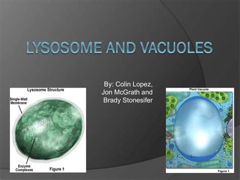 18 compare how are lysosomes similar to vacuoles